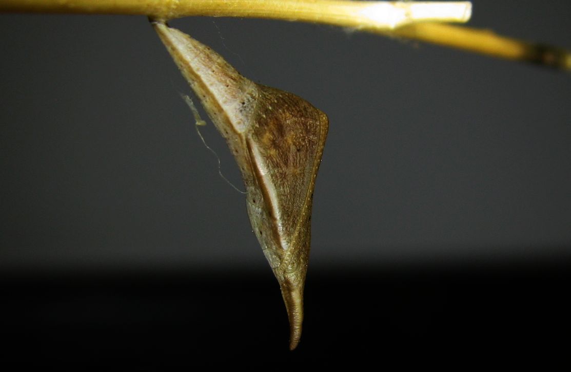 Sara Orange-Tip butterfly pupa